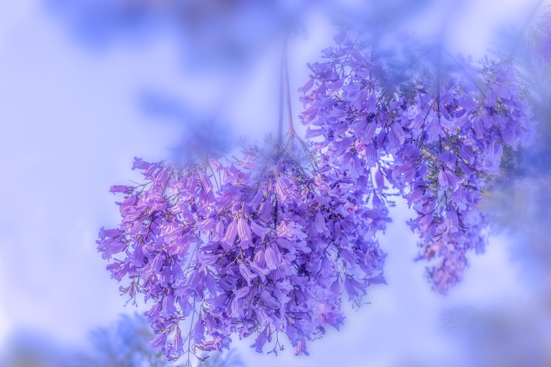 Capturing the romance of purple in Kunming. |Visit Colorful Yunnan