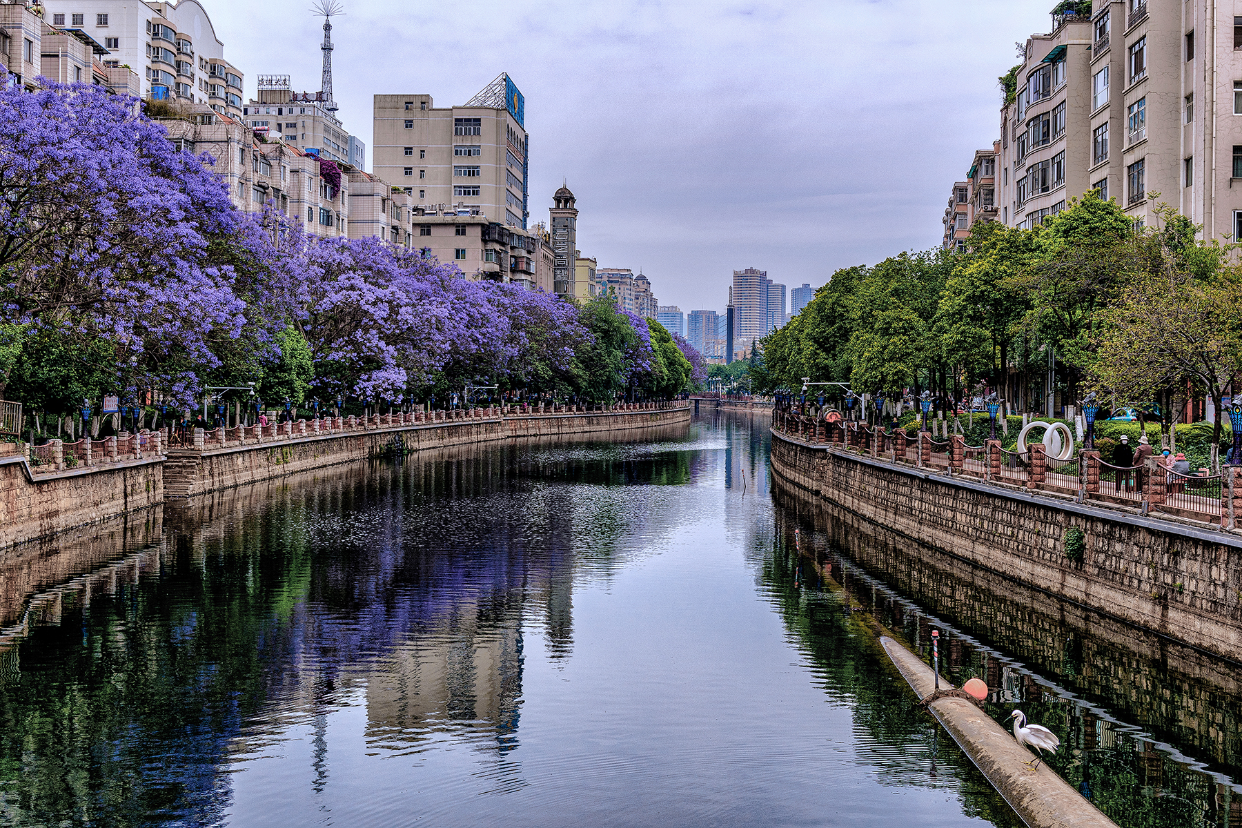 Capturing the romance of purple in Kunming. |Visit Colorful Yunnan