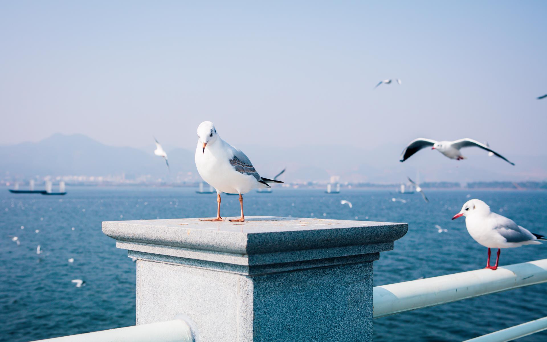 seagulls_Kunming