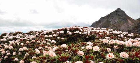 Laojun Mountain Rhododendron |Visit Colorful Yunnan Of China
