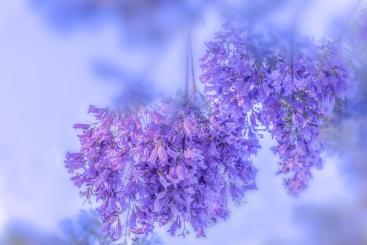 Jacaranda_Yunnan
