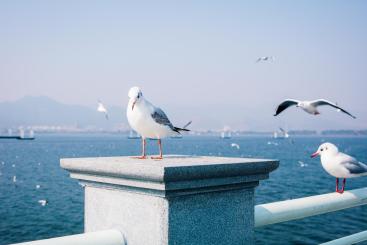seagulls_Kunming