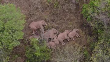 Migrating Herd of Wild Asian Elephants in Yunnan
