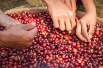 coffee_bean_Yunnan