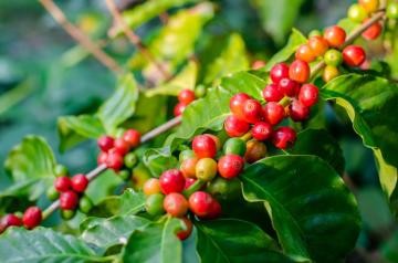 coffee_tree_Yunnan