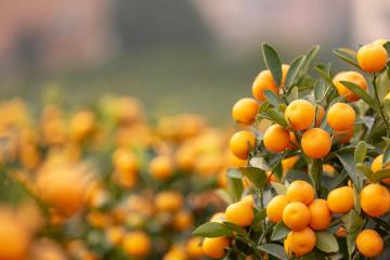 Kumquat_Tree