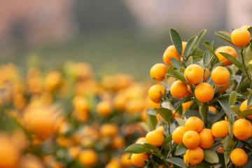 Kumquat_Tree