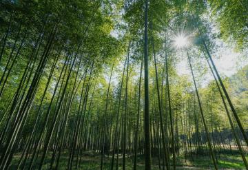 Bamboo