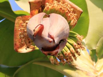 Banana Flower