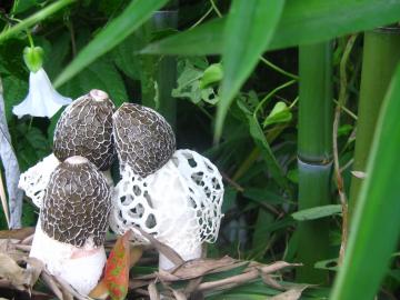 Dictyophora mushroom