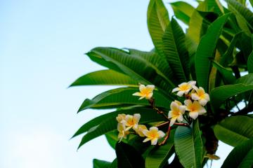 Egg_Flower