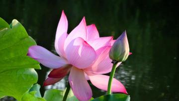 Lotus_Flower
