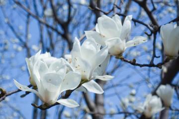 Magnolia_Flower