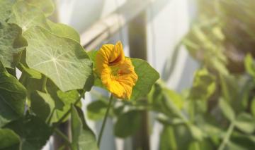 Pumpkin_Flower