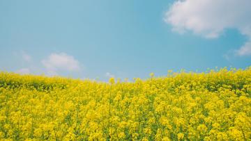 Rape_Flower