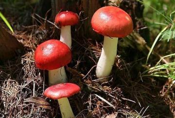 Red Fungus_2