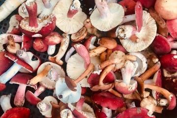 Red Fungus_3