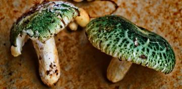 Russula virescens mushroom