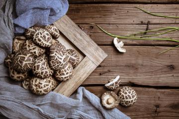 wild_mushroom_1