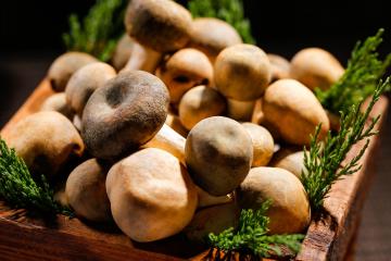 wild_mushroom_3
