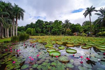 Xishuangbanna Tropical Botanical Garden_Yunnan_China