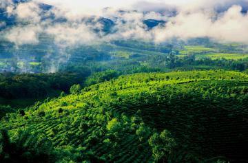 Jingmai_Mountain_Yunnan_02
