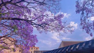 Jiaochangzhong Road_Jacaranda_Yunnan