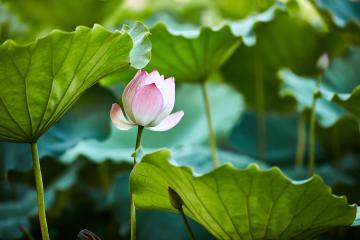 lotuses_yunnan_china_02