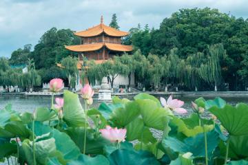 lotuses_yunnan_china_04