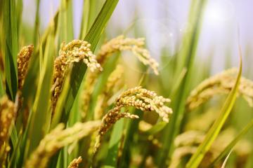 Rice_Fields_Yunnan_China_01