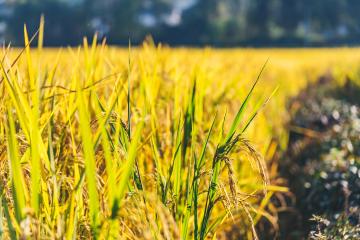 Rice_Fields_Yunnan_China_02
