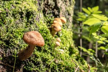 Mushroom_Picking_Yunnan_China_01