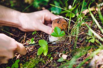 Mushroom_Picking_Yunnan_China_02