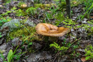 Mushroom_Picking_Yunnan_China_03