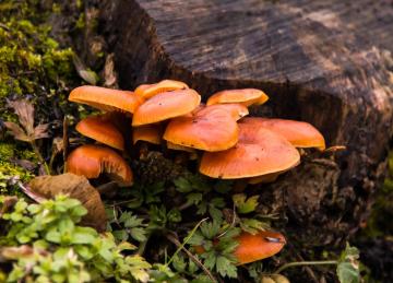 Mushroom_Picking_Yunnan_China_04