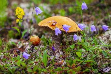 Mushroom_Picking_Yunnan_China_05