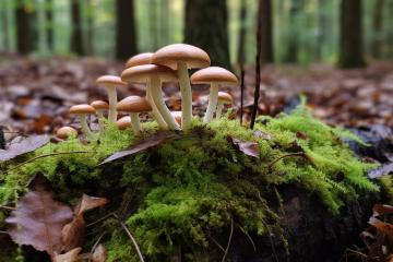 Mushroom_Picking_Yunnan_China_06