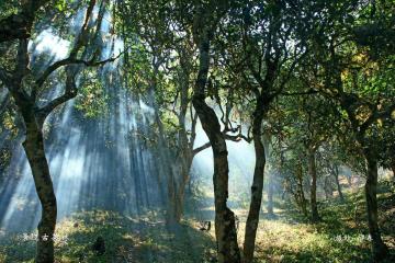 Jingmai_Mountain_Yunnan_China_02