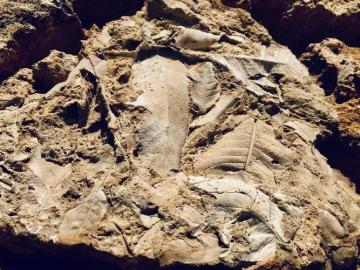 Fossil_Village_Yunnan_China_01