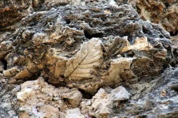 Fossil_Village_Yunnan_China_02