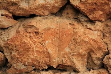 Fossil_Village_Yunnan_China_03