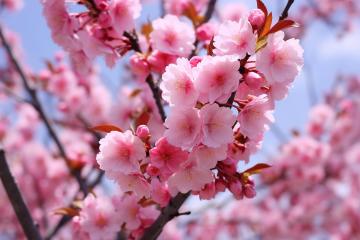 Cherry_Blossoms_Yunnan_China_01