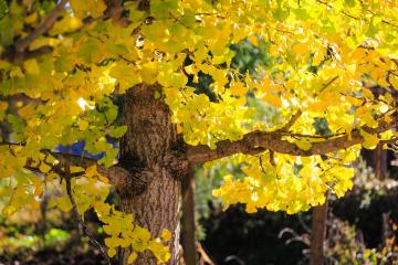 Ginkgo_Village_Tengchong_Yunnan_China_01