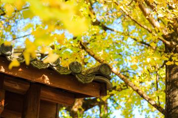 Ginkgo_Village_Tengchong_Yunnan_China_01