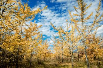 Ginkgo_Village_Tengchong_Yunnan_China_04