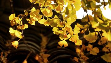 Ginkgo_Village_Tengchong_Yunnan_China_05