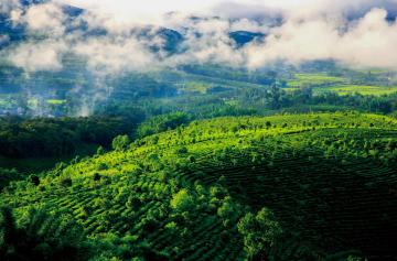 Jingmai_Mountain_Yunnan_China_01