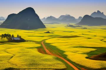 Luoping_Sea_of_Rapeseed_Flowers