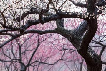 Plum_Blossoms_Yunnan_China_01