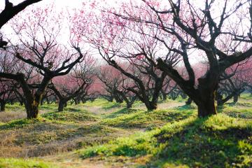 Plum_Blossoms_Yunnan_China_02